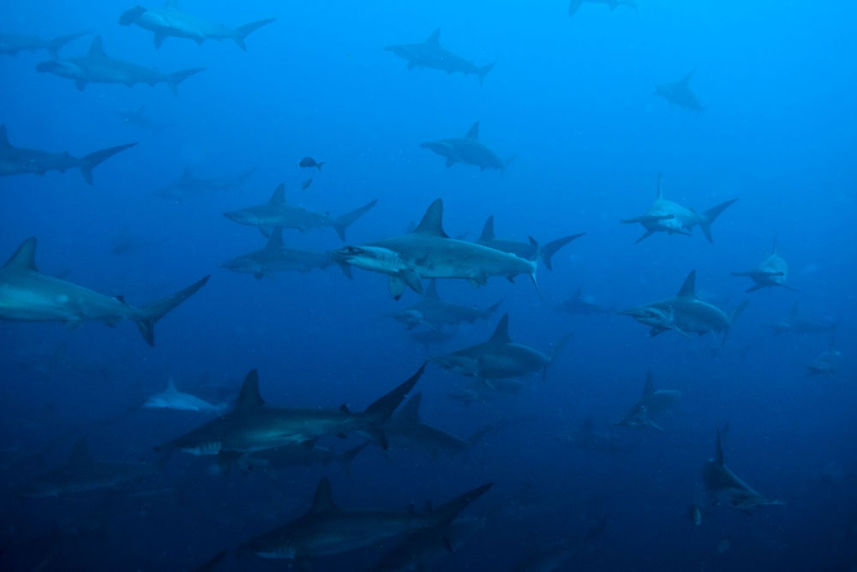 Requin - Galapagos Sky