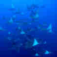 Manta Ray - Galapagos Sky