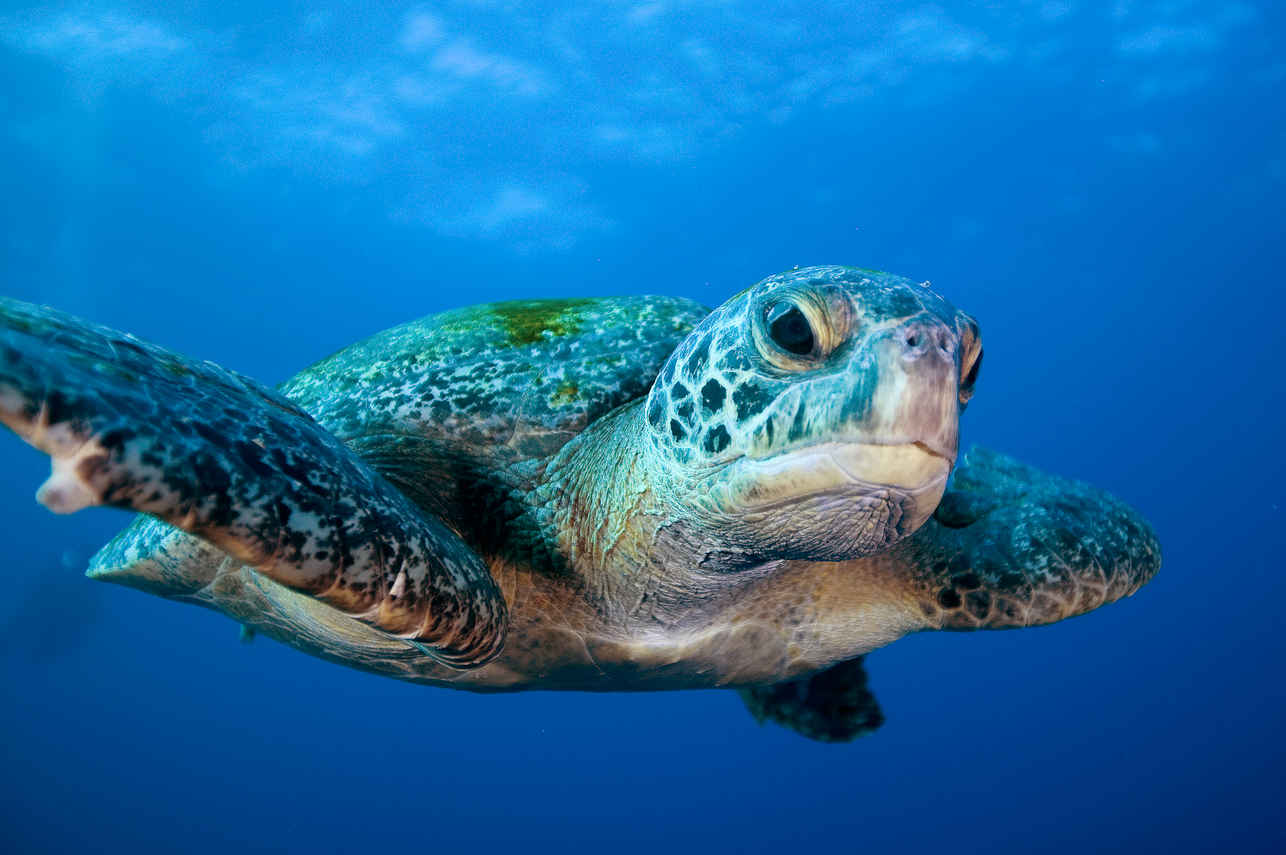 Marine Life - Galapagos Sky