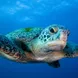 Marine Life - Galapagos Sky