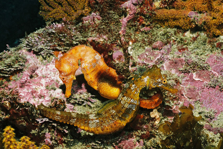 Marine Life - Galapagos Sky