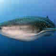 #whaleshark  - Galapagos Sky