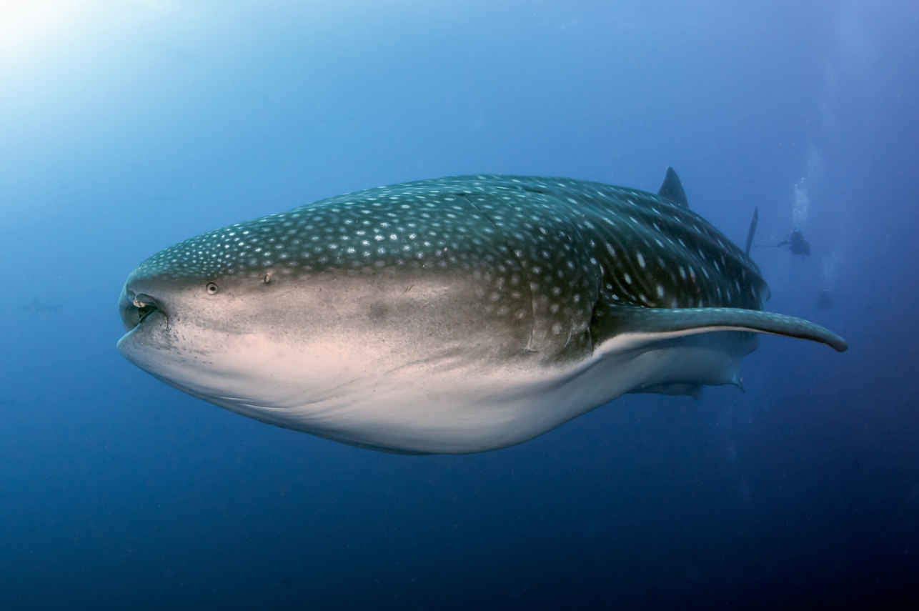 #whaleshark - Galapagos Sky