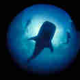 #whaleshark  - Galapagos Sky