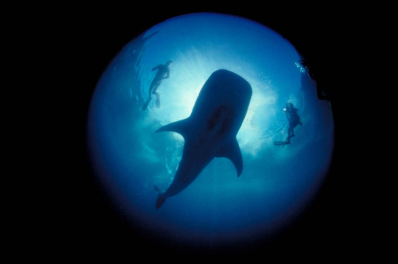 #whaleshark - Galapagos Sky