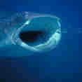 #whaleshark  - Galapagos Sky
