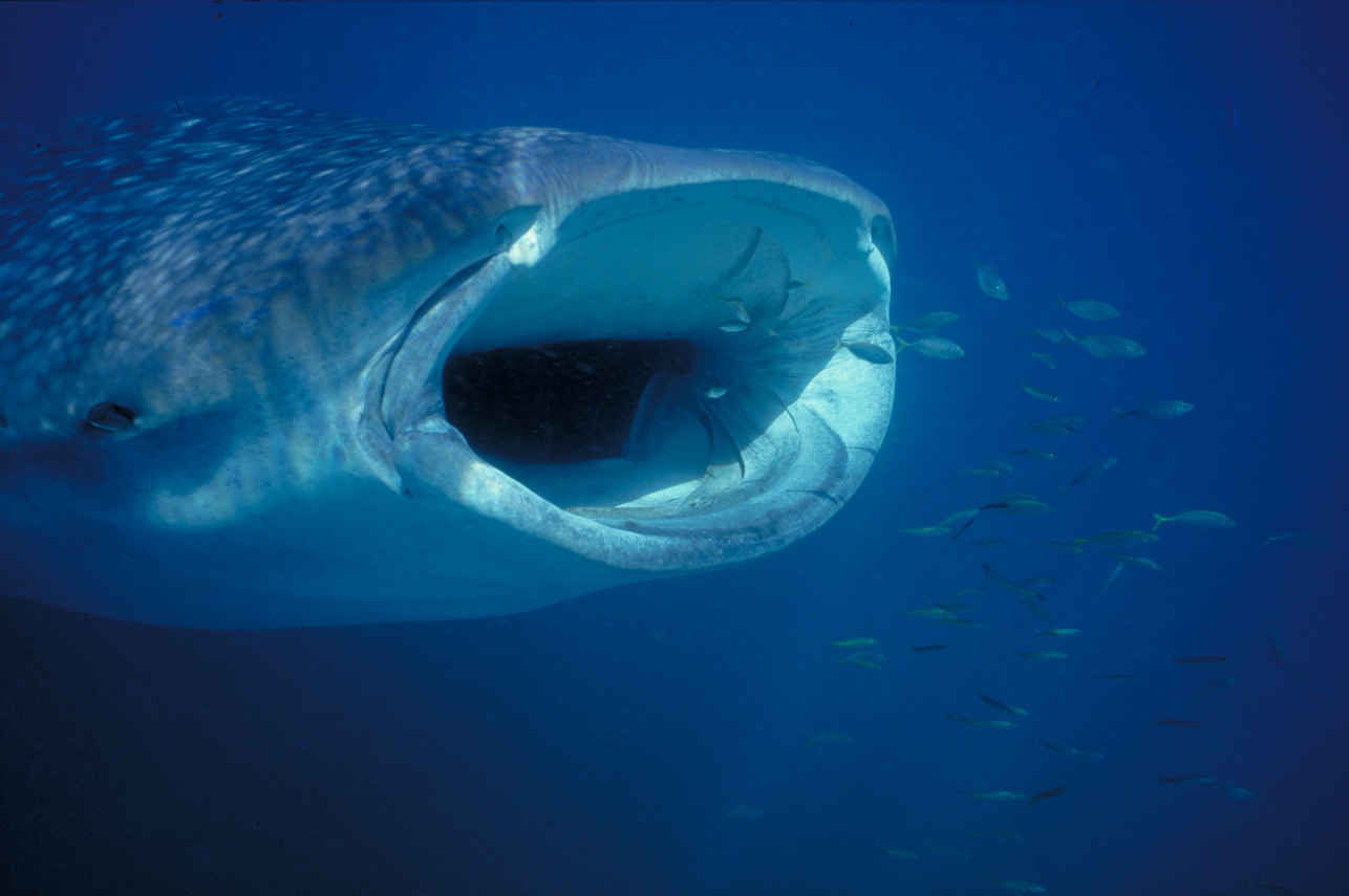 #whaleshark - Galapagos Sky