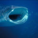 Whale Shark - Galapagos Sky