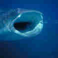 Whale Shark - Galapagos Sky