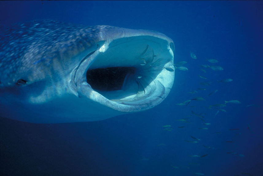 Requin baleine - Galapagos Sky