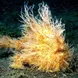 Hairy Frogfish - Diving Bunaken