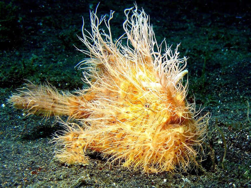 Hairy Frogfish - Diving Bunaken