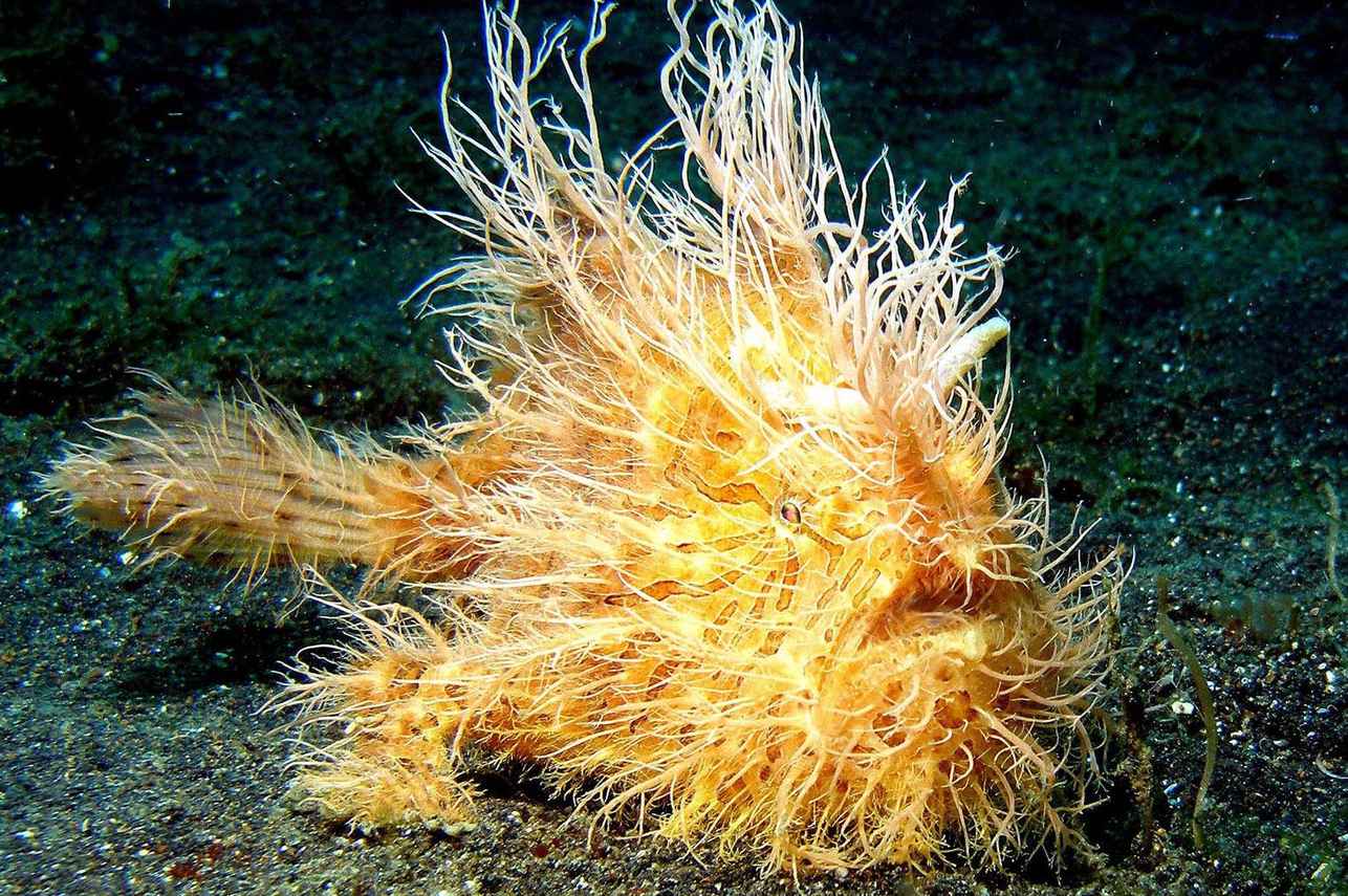 Hairy Frogfish - Diving Bunaken