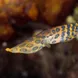 Blue Ringed Octopus - Lembeh