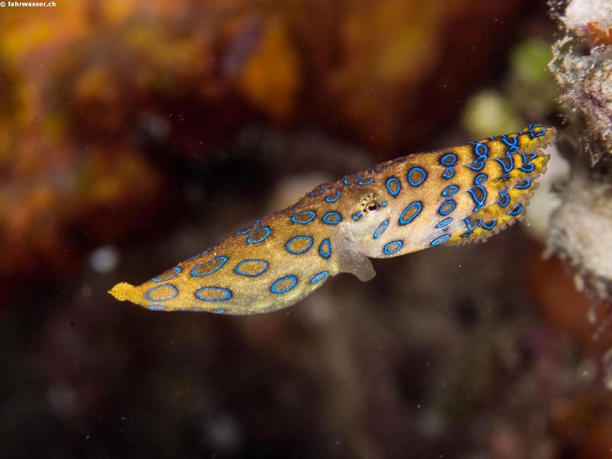 Blue Ringed Octopus - Lembeh