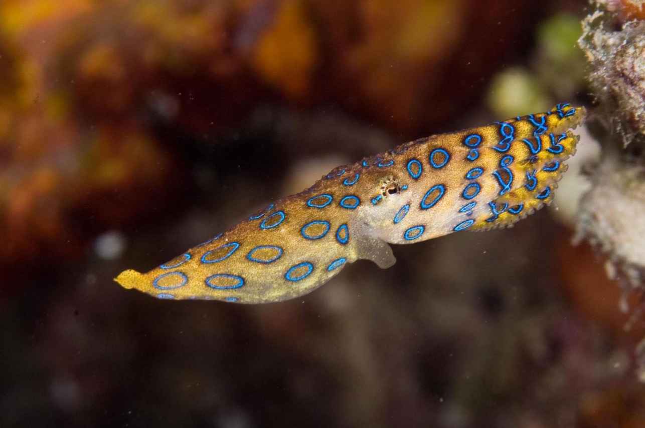 Blue Ringed Octopus - Lembeh