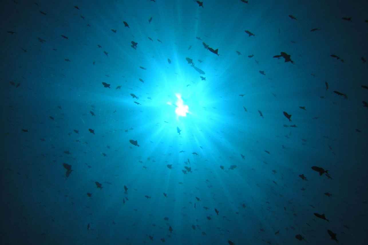 Triggerfish - Halmahera