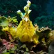 Rhinopias - diving Lembeh