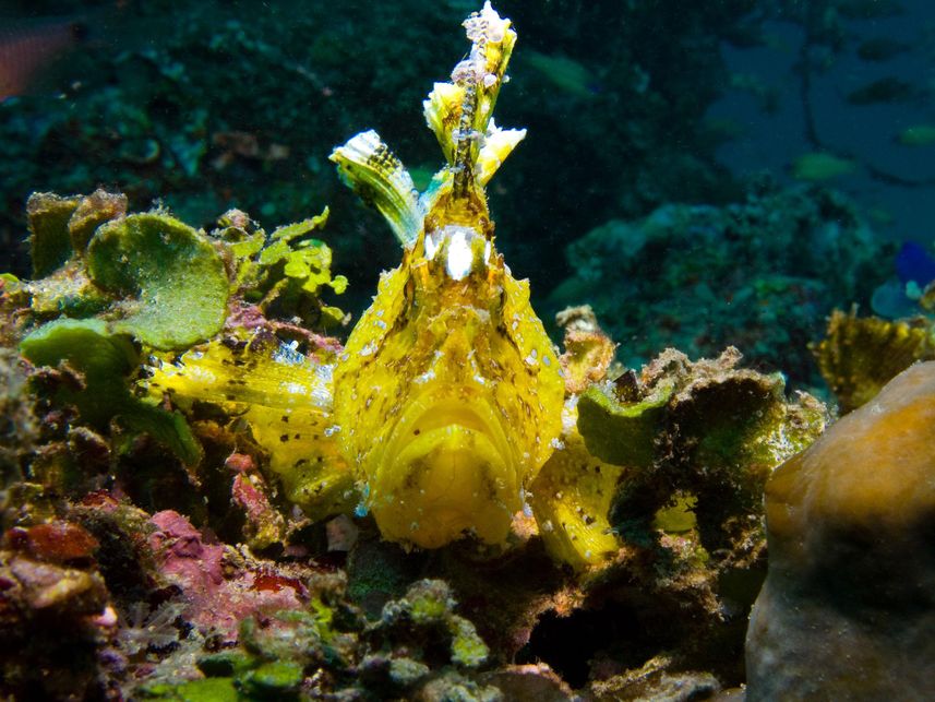 Rhinopias - Diving Lembeh