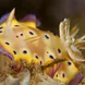 Pretty Nudibranchs