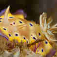 Marine Life - Pindito