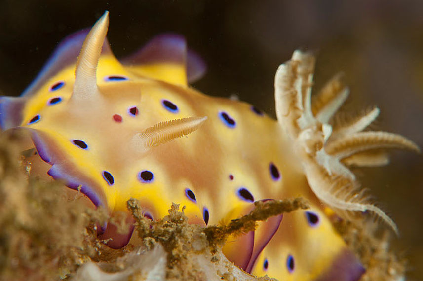 Marine Life - Pindito