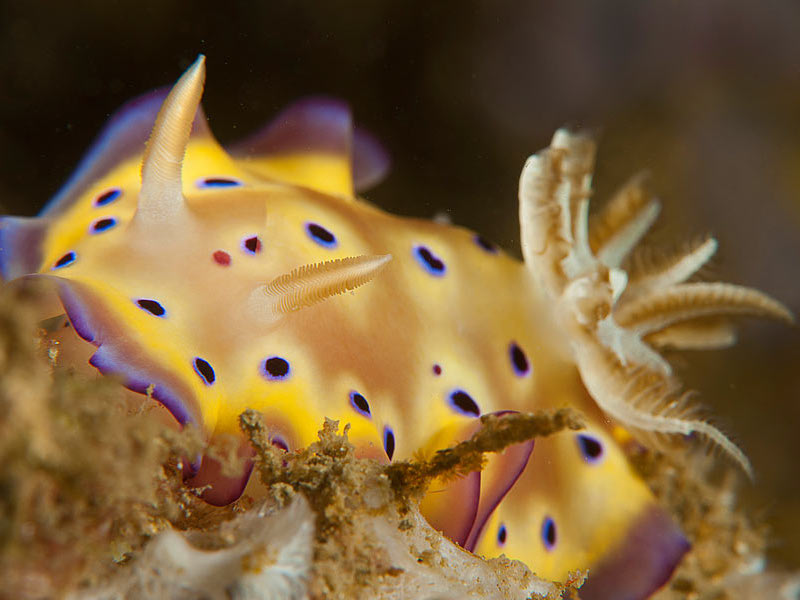 Pretty Nudibranchs