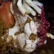 Frogfish in Raja Ampat