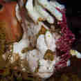 Marine Life - Pindito