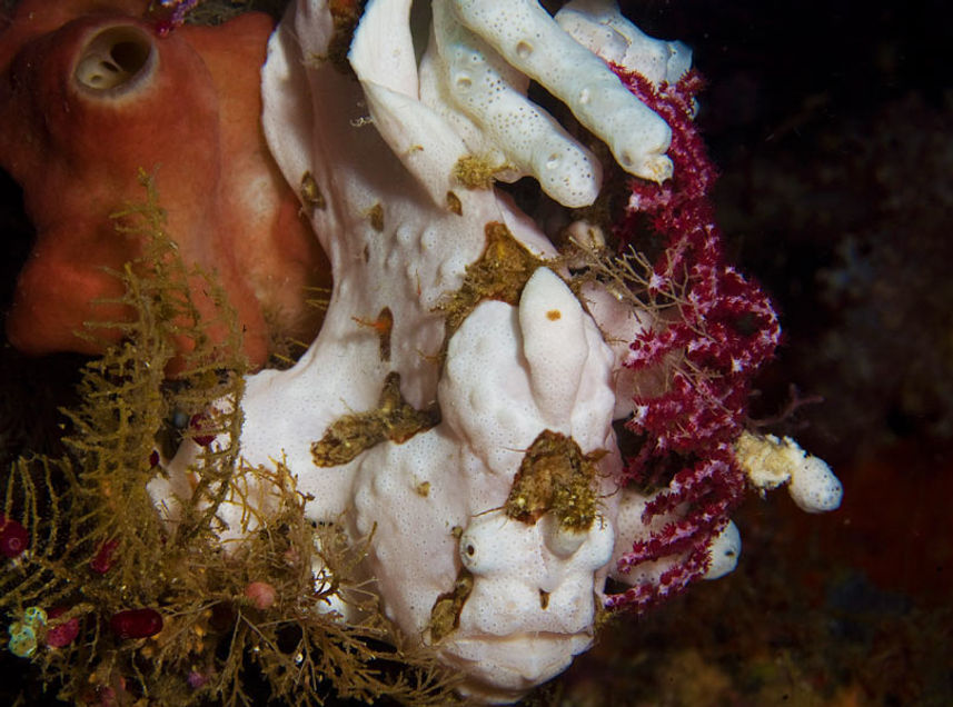 Frogfish in Raja Ampat