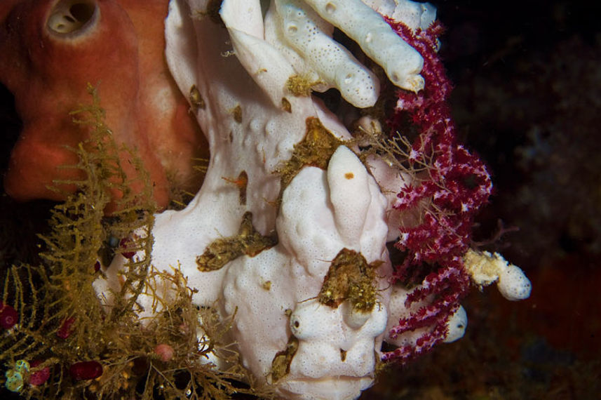 Marine Life - Pindito