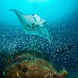 Manta Rays in Komodo