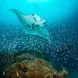 Manta Rays in Komodo