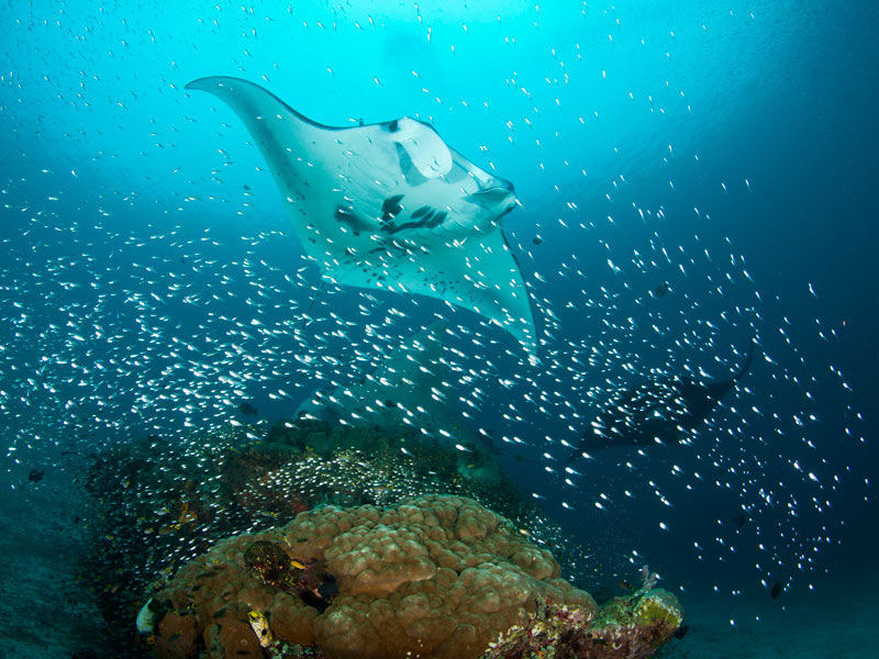 Manta Rays in Komodo