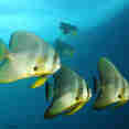 Marine Life - Pindito