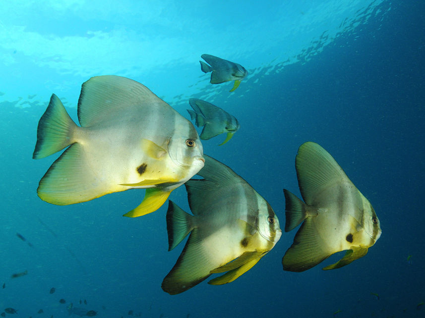 Schools of Batfish - Raja Ampat