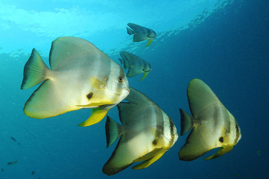 Marine Life - Pindito
