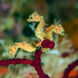 Pygmy Seahorses - Raja Ampat