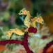 Pygmy Seahorses - Raja Ampat