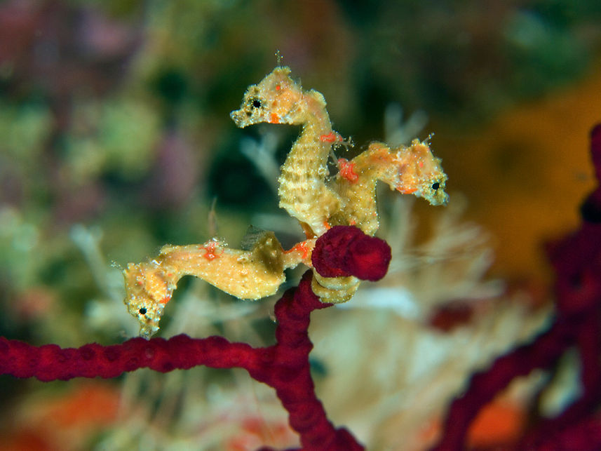 Pygmy Seahorses - Raja Ampat