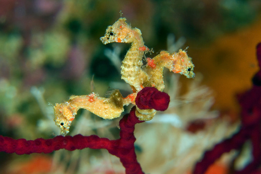 Marine Life - Pindito