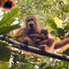 Amazing Orangutans in Kalimantan