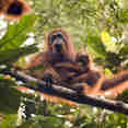 Amazing Orangutans in Kalimantan
