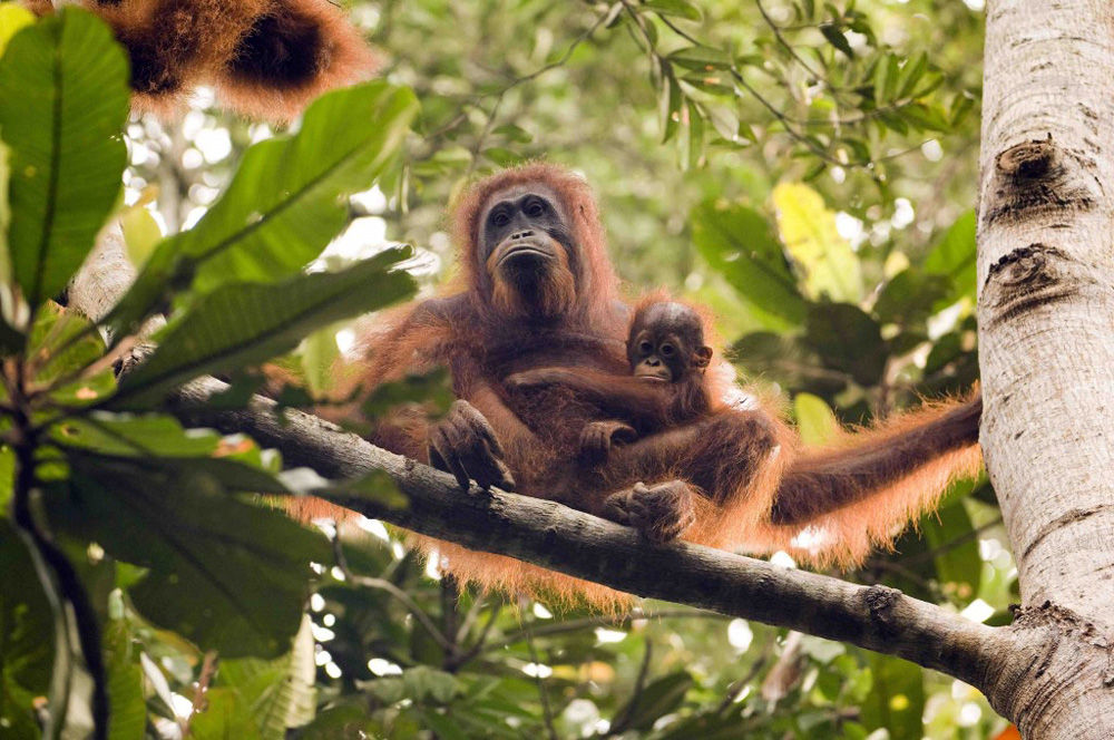 Amazing Orangutans in Kalimantan
