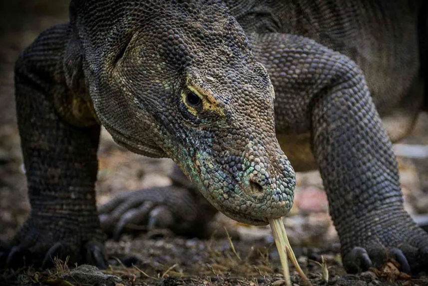 Dragão de Komodo - Katharina