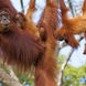 Playful Orangutan family in Kalimantan - Katharina Liveaboard