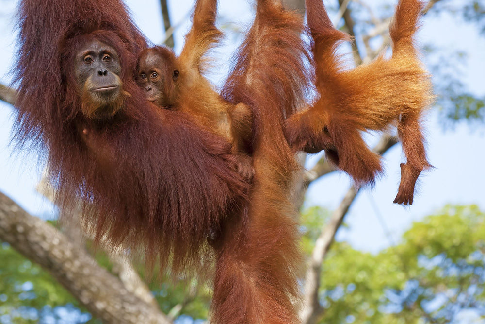 Playful Orangutan family in Kalimantan - Katharina Liveaboard