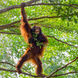 Orangutans in Kalimantan