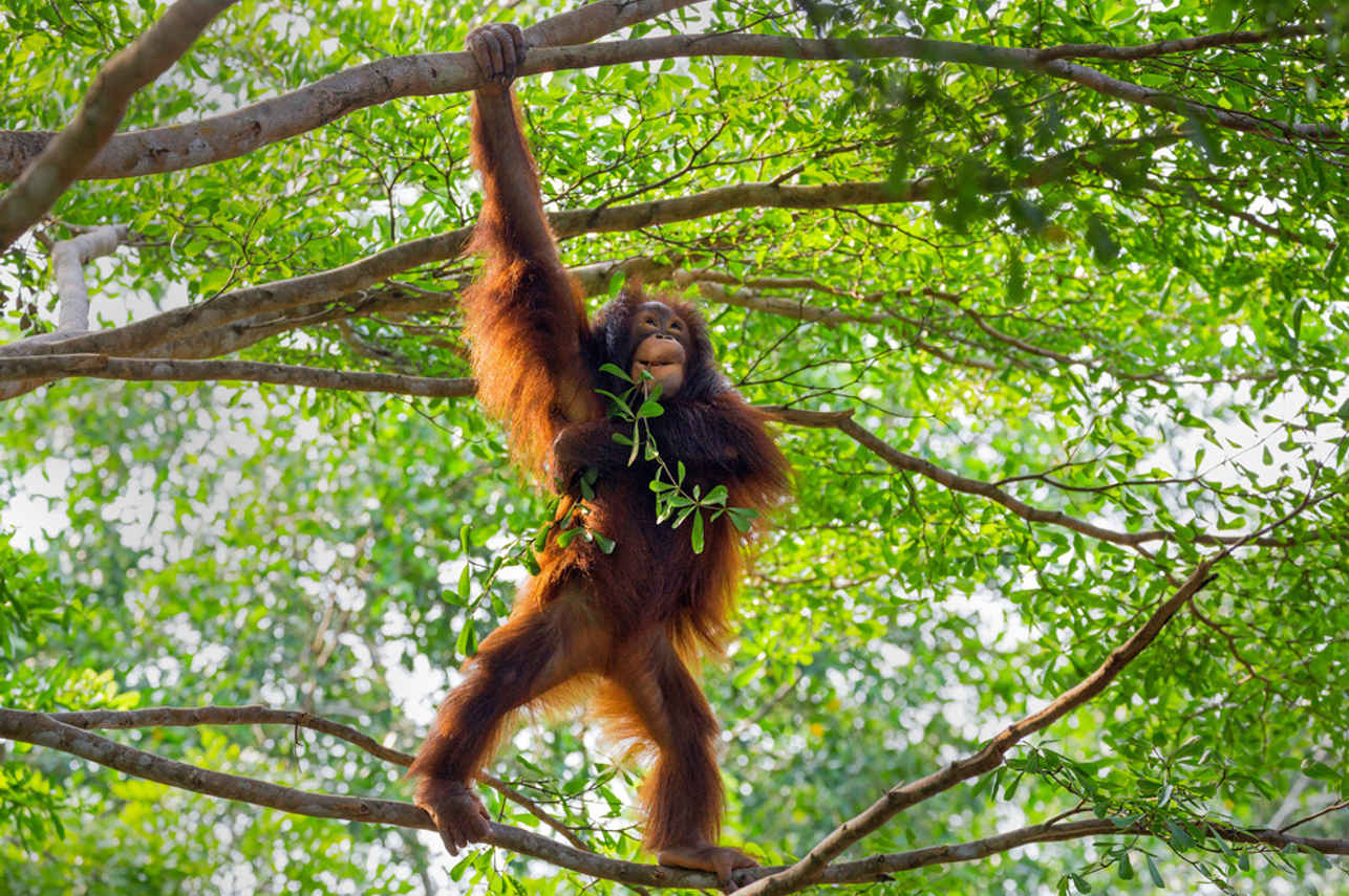 Orangutans in Kalimantan
