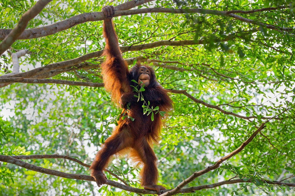 Orangutans in Kalimantan